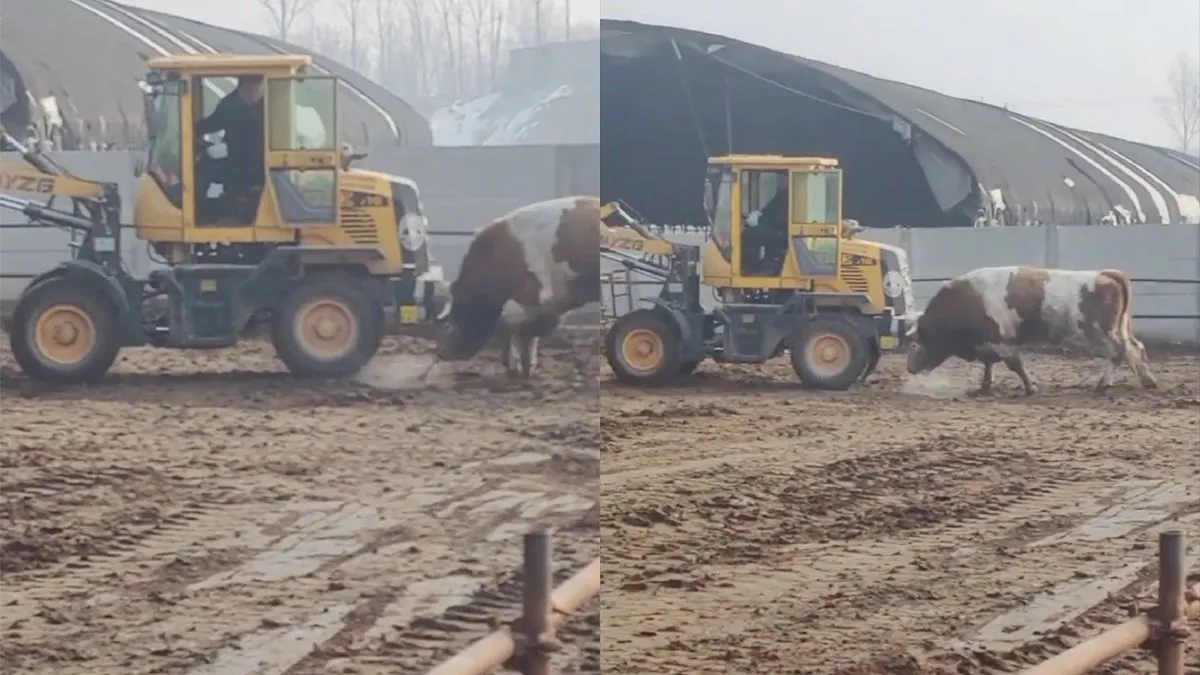 thumb vk stier en graafmachine hebben het met elkaar aan de stok