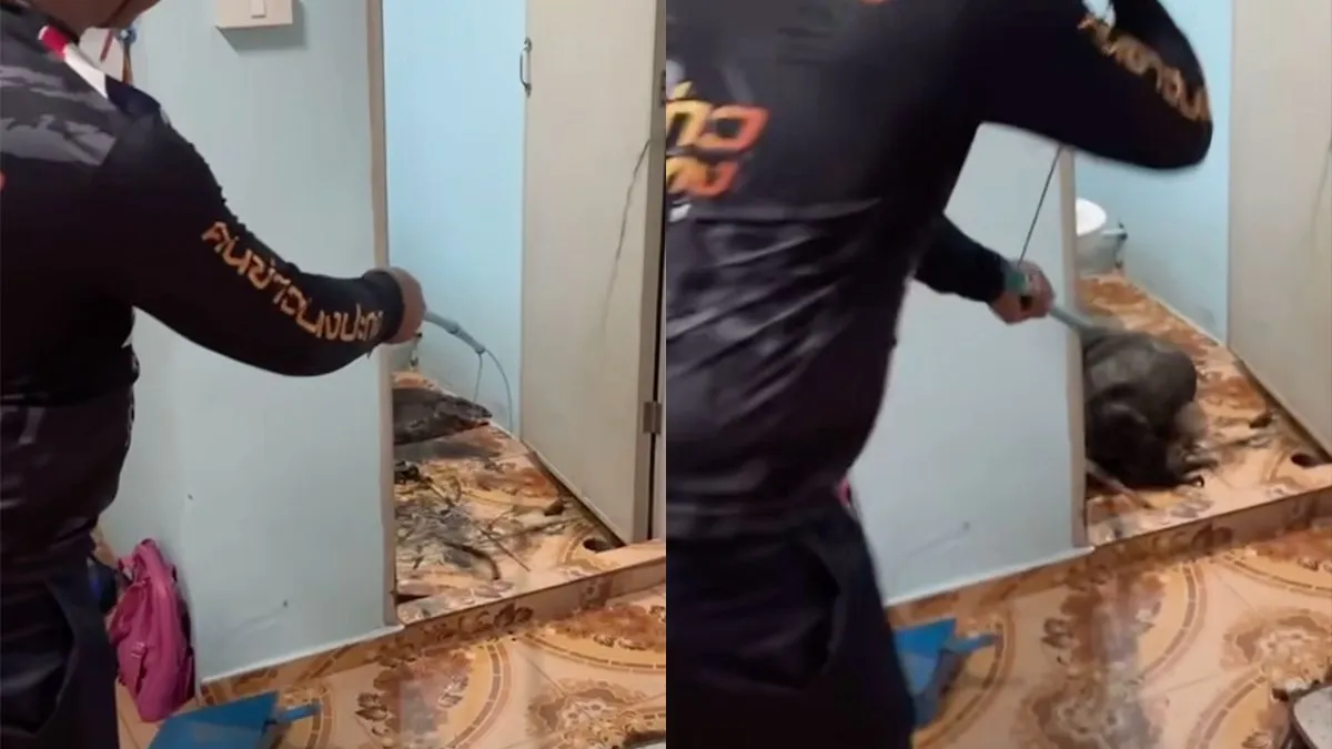thumb vk terwijl jij last hebt van zilvervisjes haalt iemand een komodovaraan uit het toilet