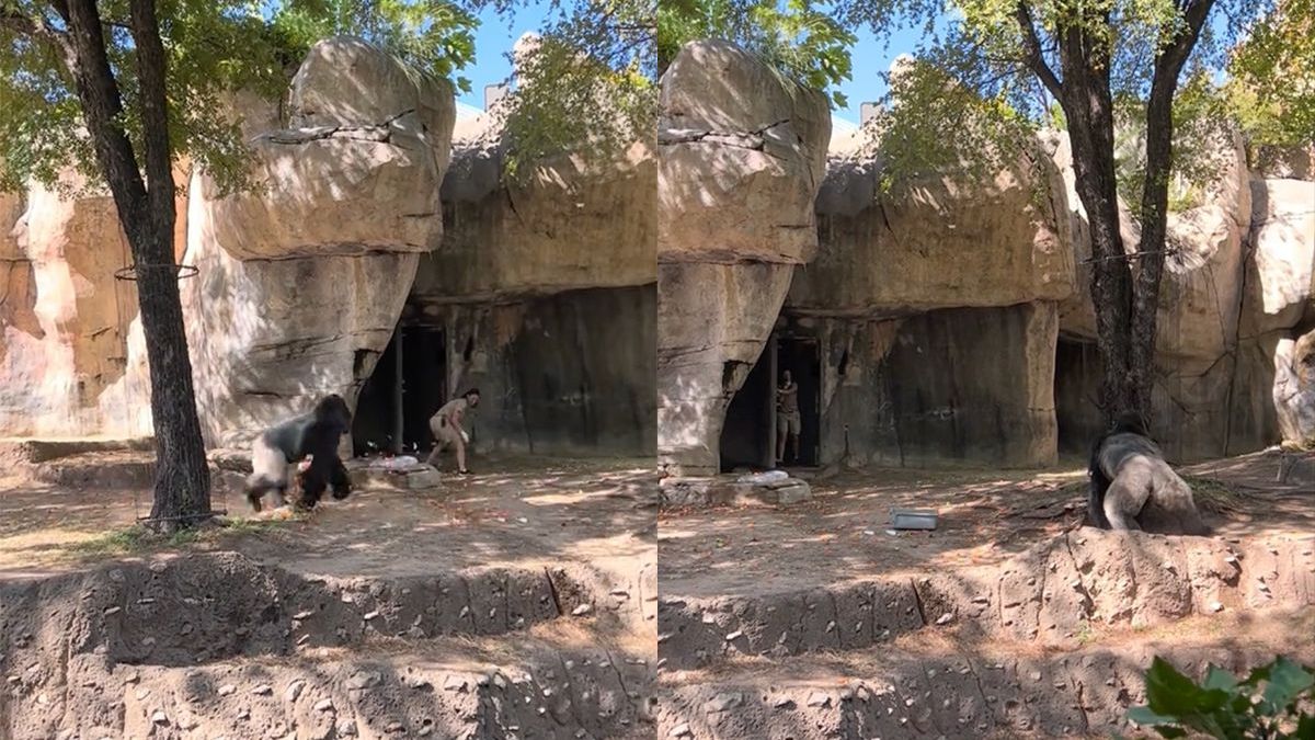 Twee verzorgers per ongeluk opgesloten in verblijf van Gorilla in Fort Worth Zoo