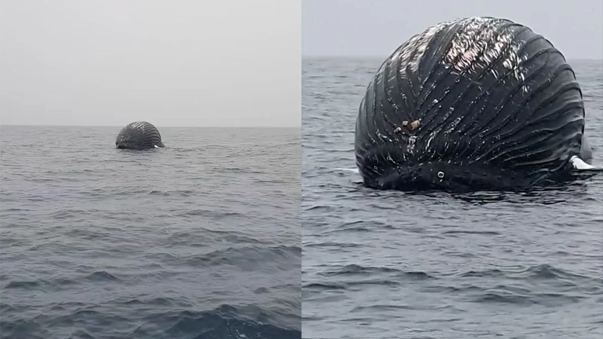 thumb vk visser legt opgezwollen dode walvis vast voor de kust van noorwegen