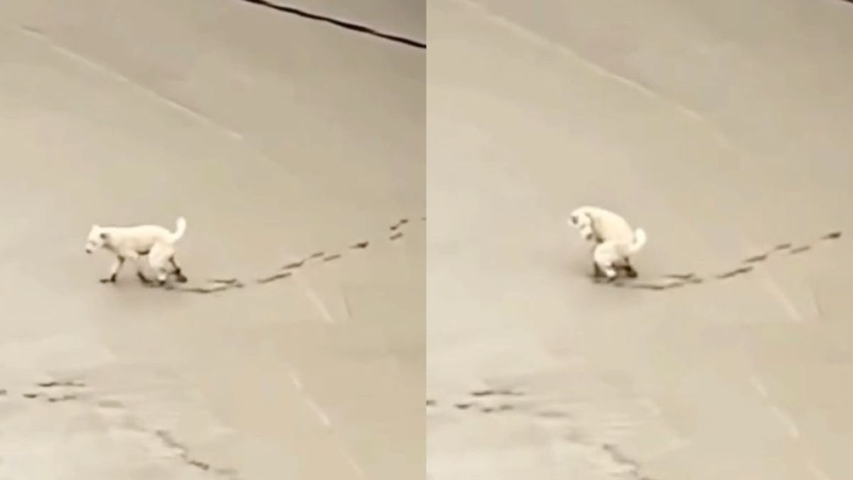 Hondje maakt geen vrienden bij betonploeg ondanks bruin cadeautje
