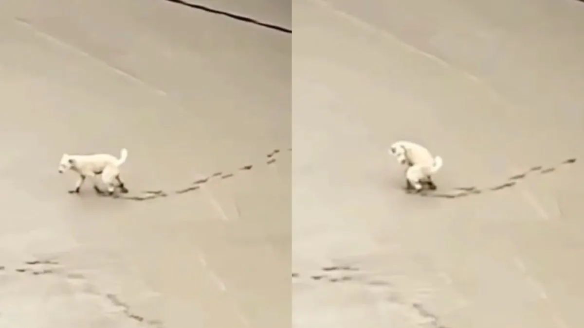 thumb geen vrienden hond