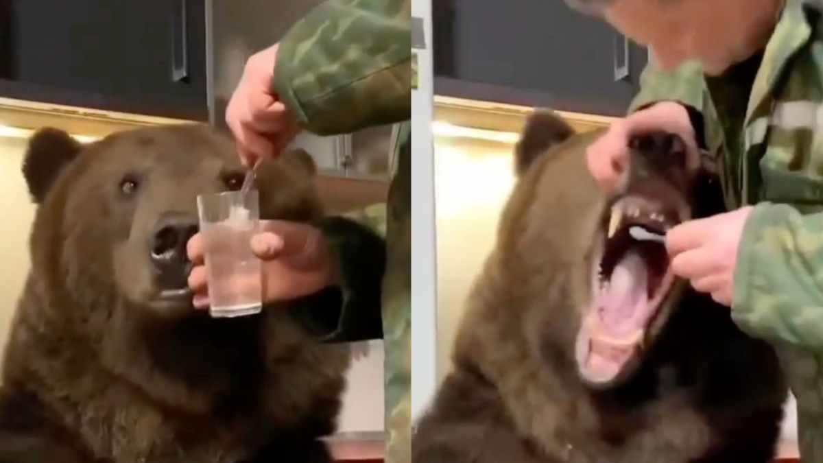 Patser poetst de tanden van zijn “huisdier” de beer