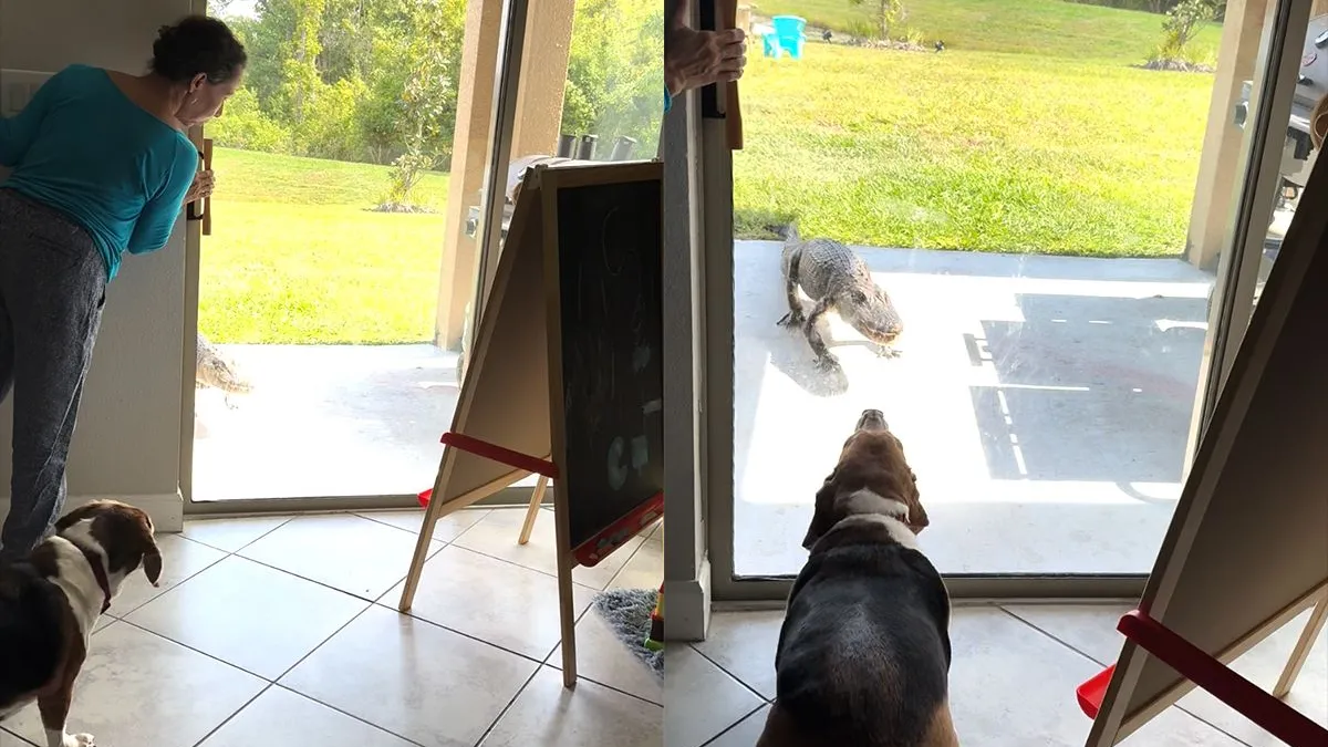 thumb vk alligator wil op visite komen maar hond laat merken dat hij niet welkom is