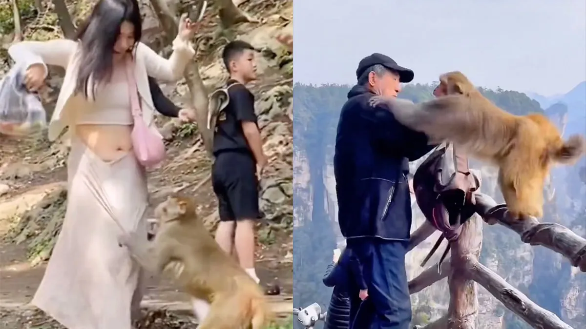 thumb vk en daarom is naar een monkey forest gaan helemaal geen leuk uitstapje