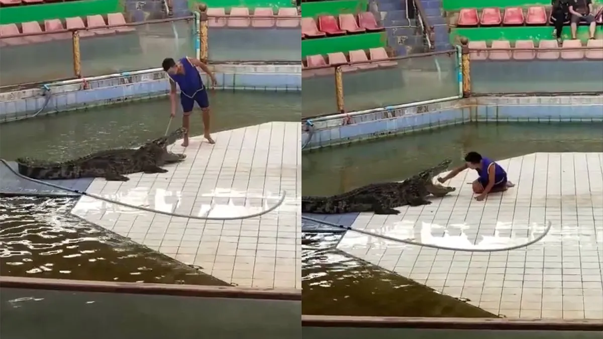 thumb vk krokodil heeft genoeg van de show en leert man een lesje