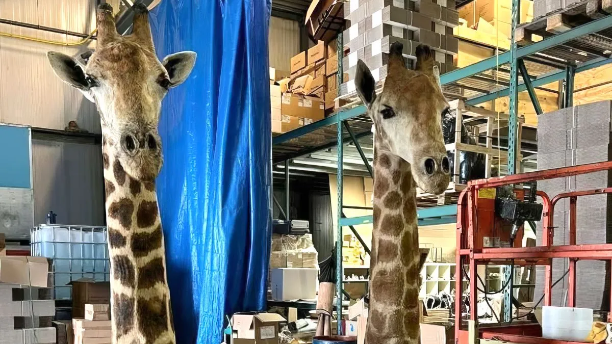 thumb vk leuk object voor in huis opgezette giraffe van 265 centimeter hoog