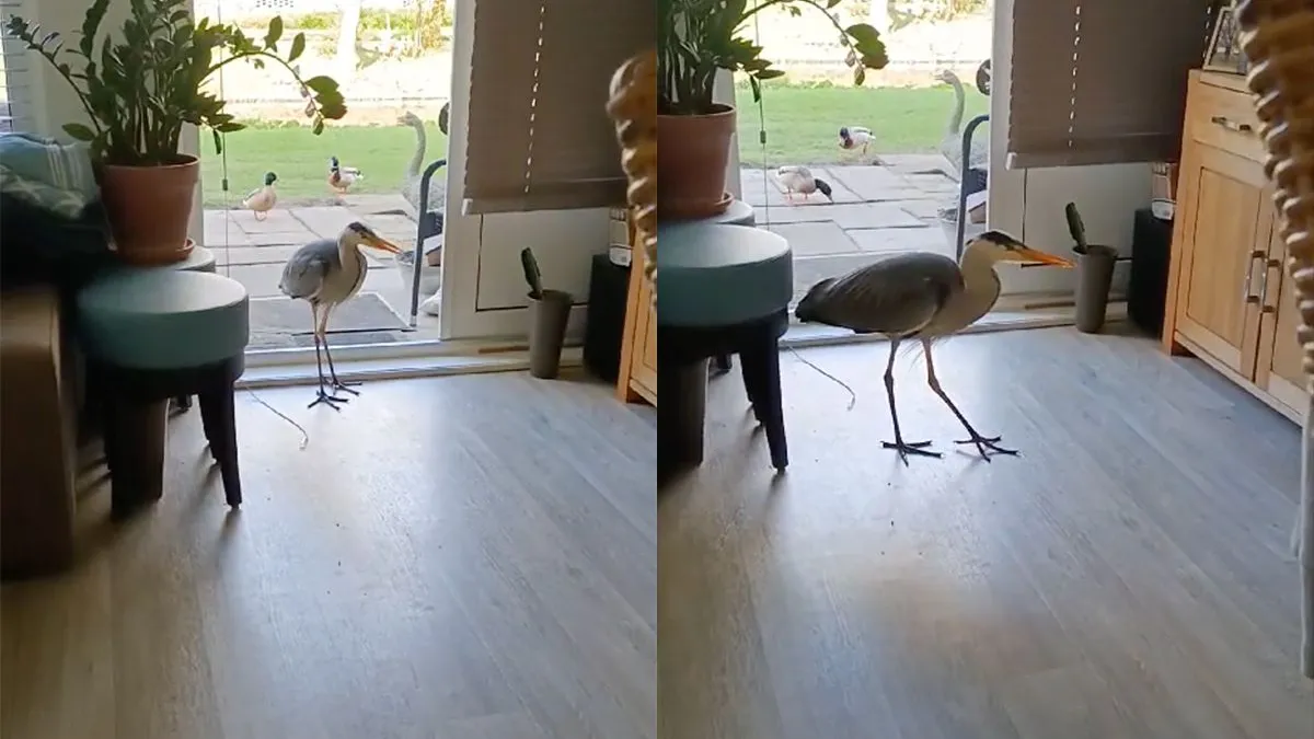 thumb vk leuker dan je vaste gasten reiger komt weer op visite