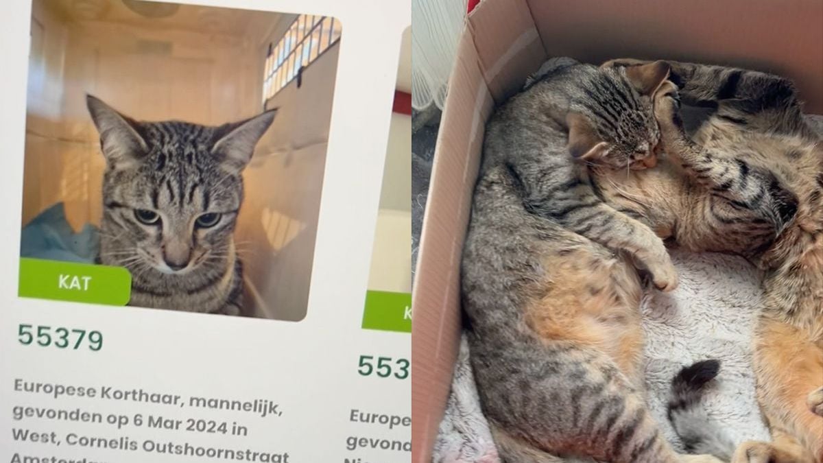 Man is kat kwijt, deze zit in het asiel, maar 'Wait For It'