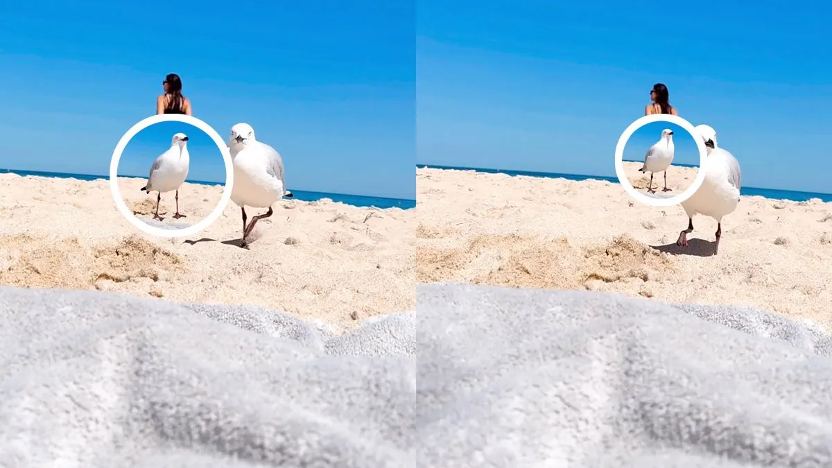 thumb vk meeuwen zijn vanaf nu de meest gehate vogels