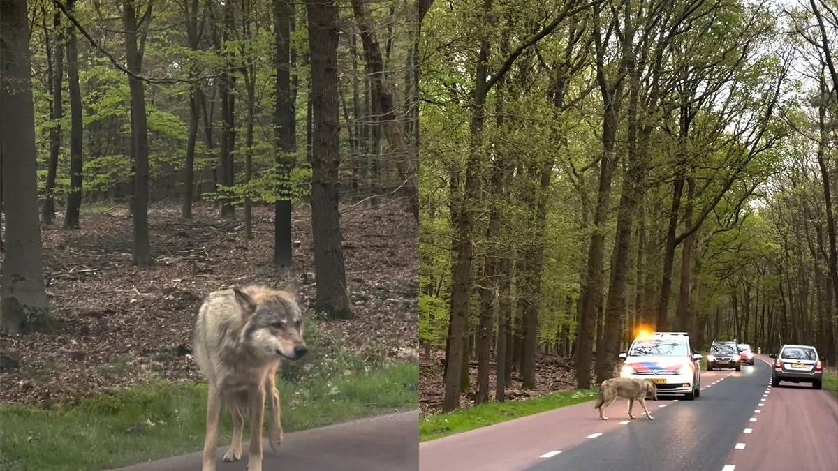 thumb vk om voedsel bedelende wolf gespot in ermelo