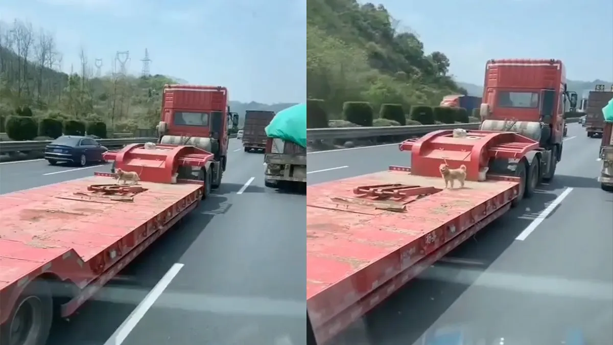 thumb vk vrachtwagenchauffeur is eigenlijk geen hond waard