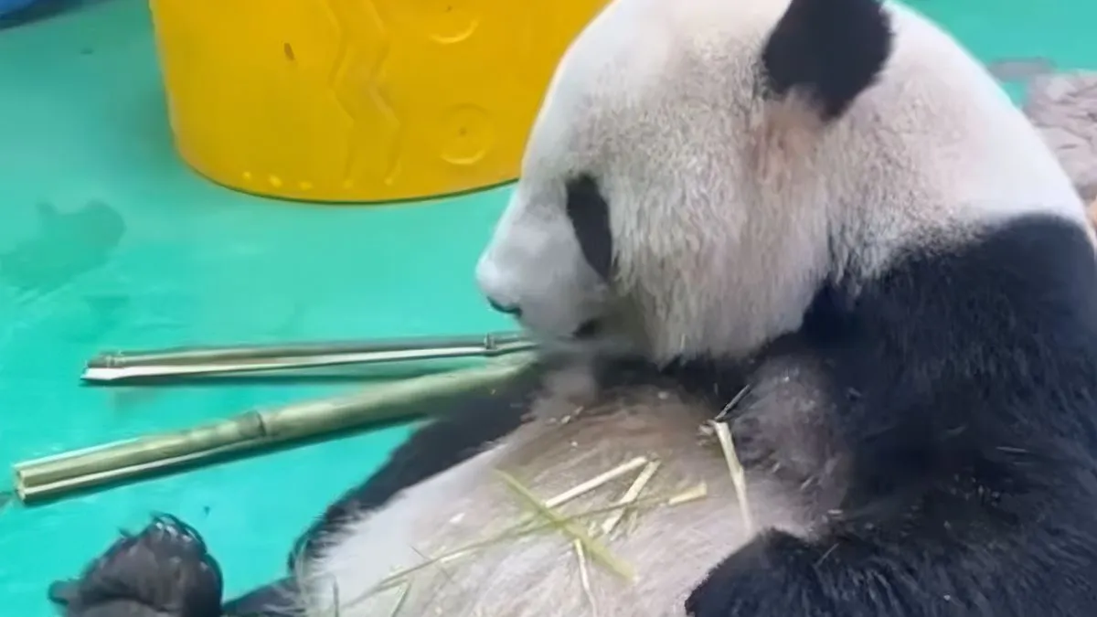 thumb vk wat je altijd al hebt willen zien een poepende panda