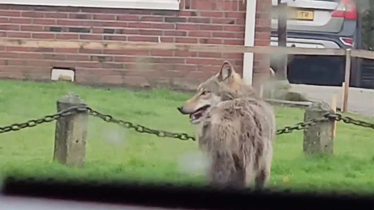 thumb vk wolf maakt ommetje door eelde