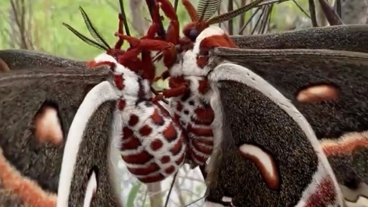 Wiepende Cecropia motten zijn best indrukwekkend om te zien