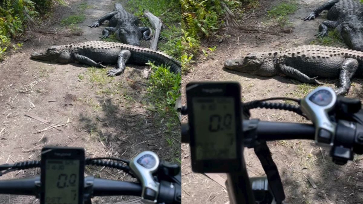 Ach kijk nou, liggen er toch wat alligators op je fietspad