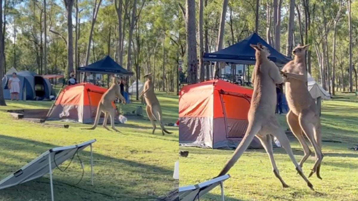 Twee echte Aussies vechten onenigheid op een camping uit