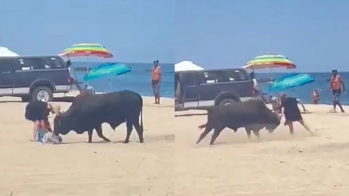 thumb bull at the beach