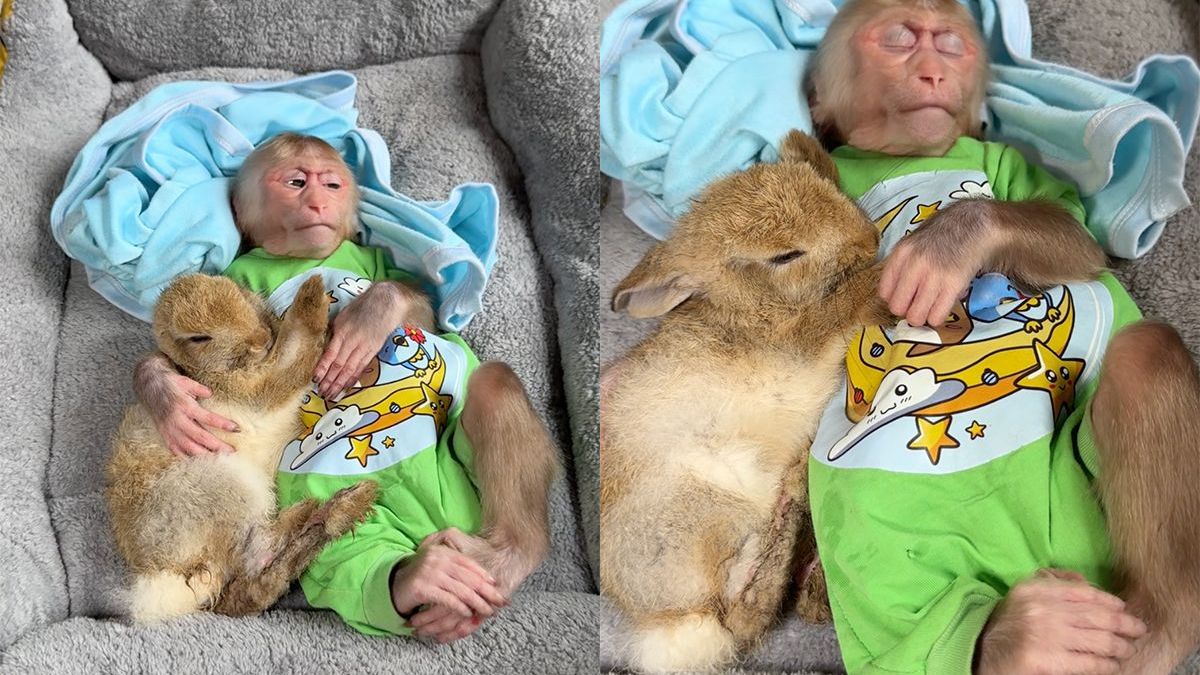 Awww, lieeeevvv: een aap en een konijn die samen knuffelen