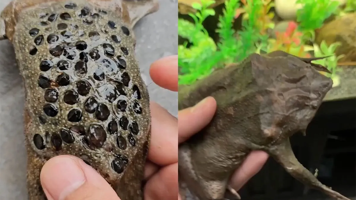 thumb vk hoe de pipa kikker kleine kikkertje op de wereld zet is fascinerend