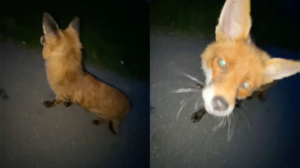 thumb vk ik ben in een bos en er is een vos