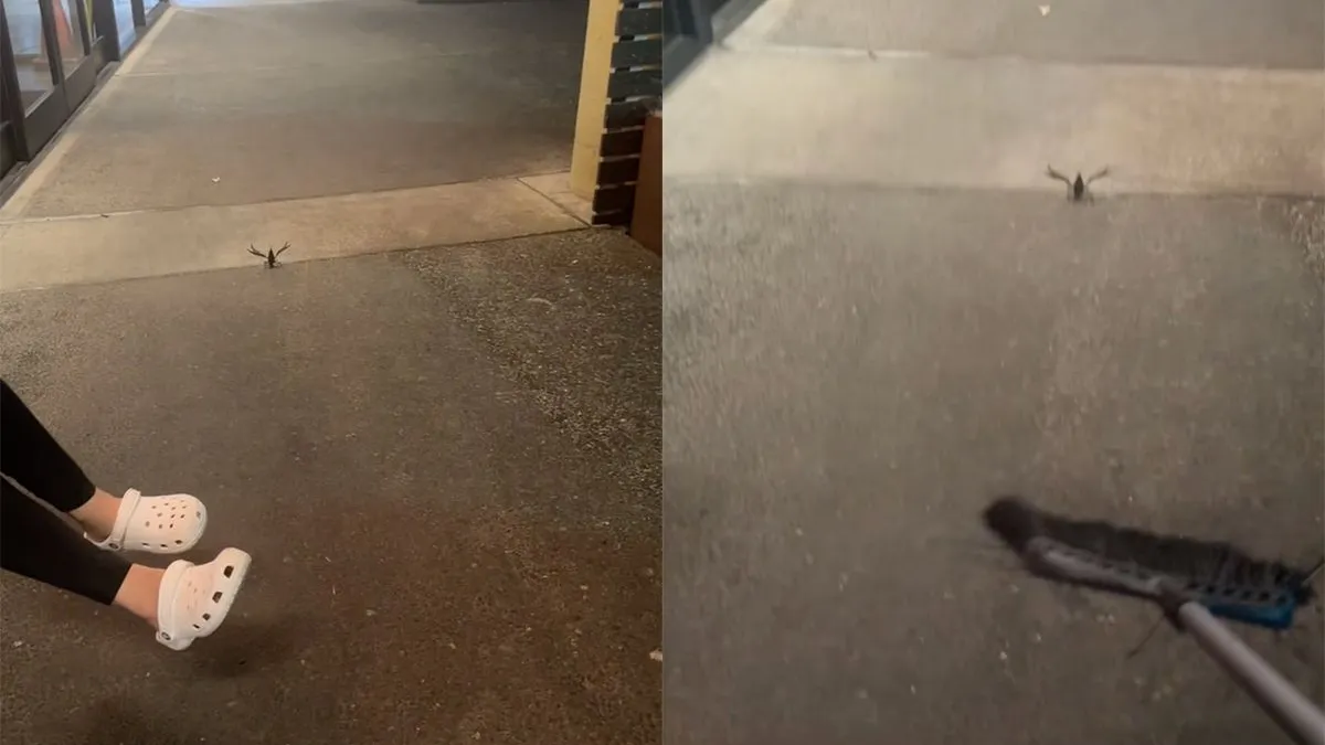 thumb vk is het een rivierkreeft of een monster uit een eng hiernamaals