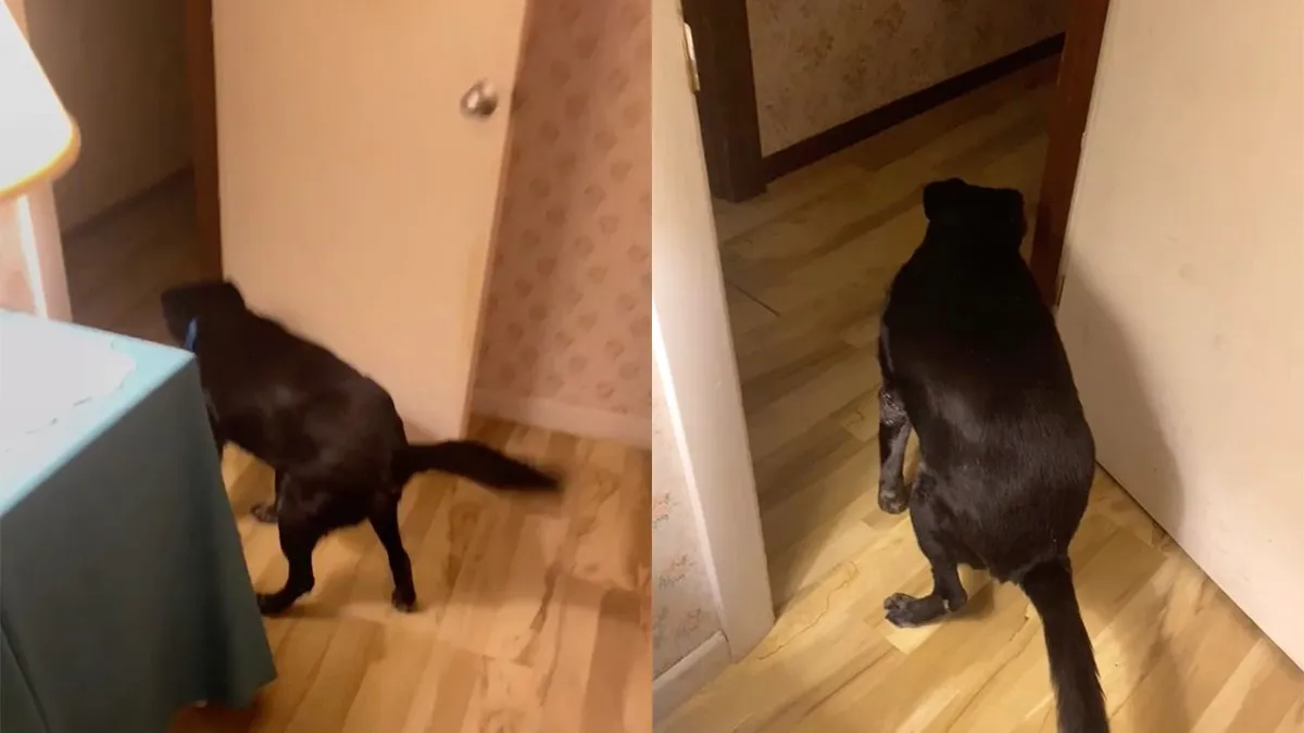 thumb vk kleine stinkerd gaat even goed voor zijn vrouwtje zitten