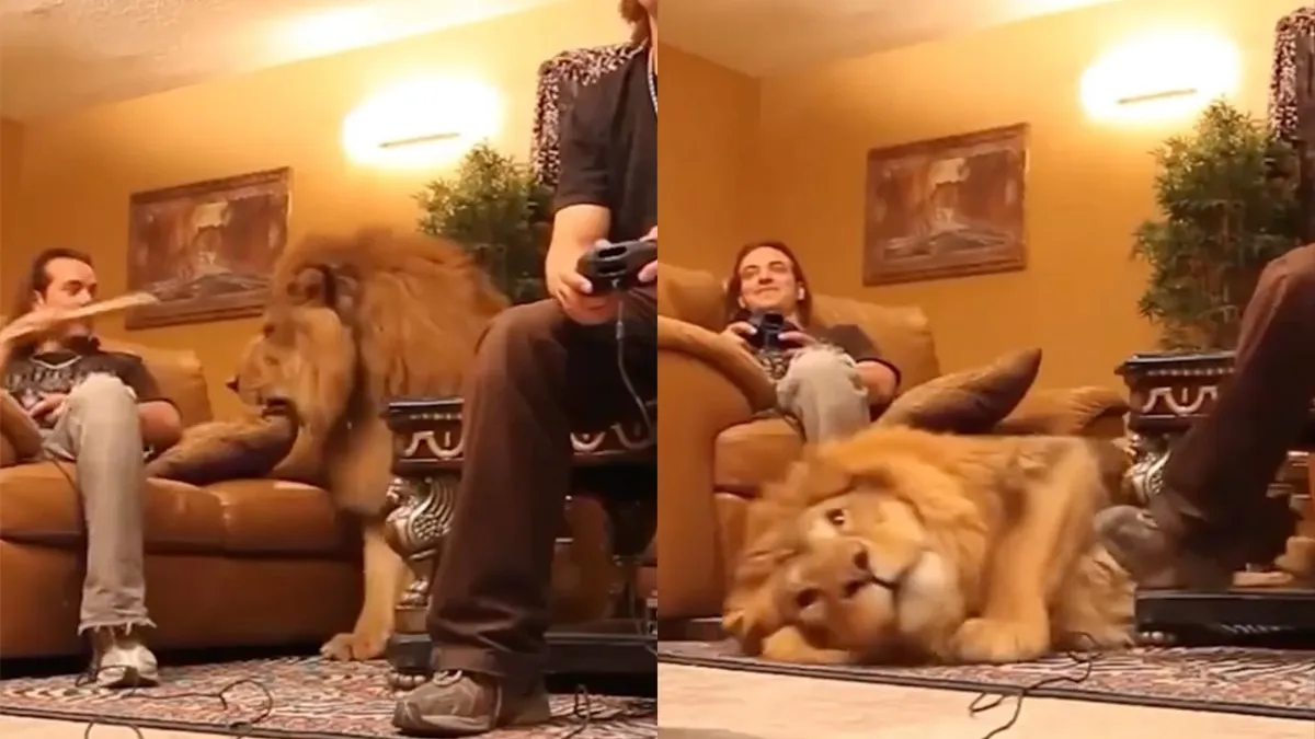 thumb vk lief poesje voor mensen die van grote katten houden