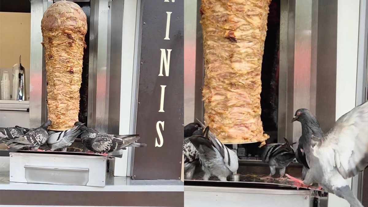 Voor deze vliegende ratten is het happy hour in de kebabzaak