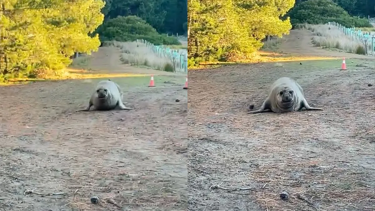 thumb vk zeehond neil heeft genoeg van water en wil op het land leven
