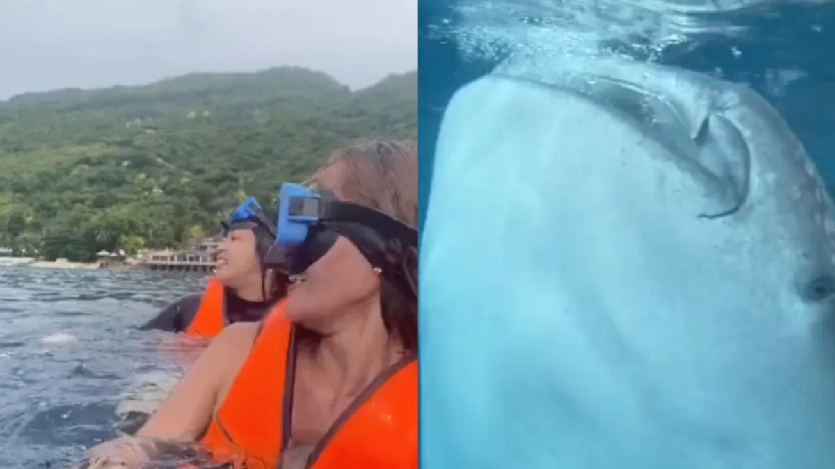 thumb waleshark scare