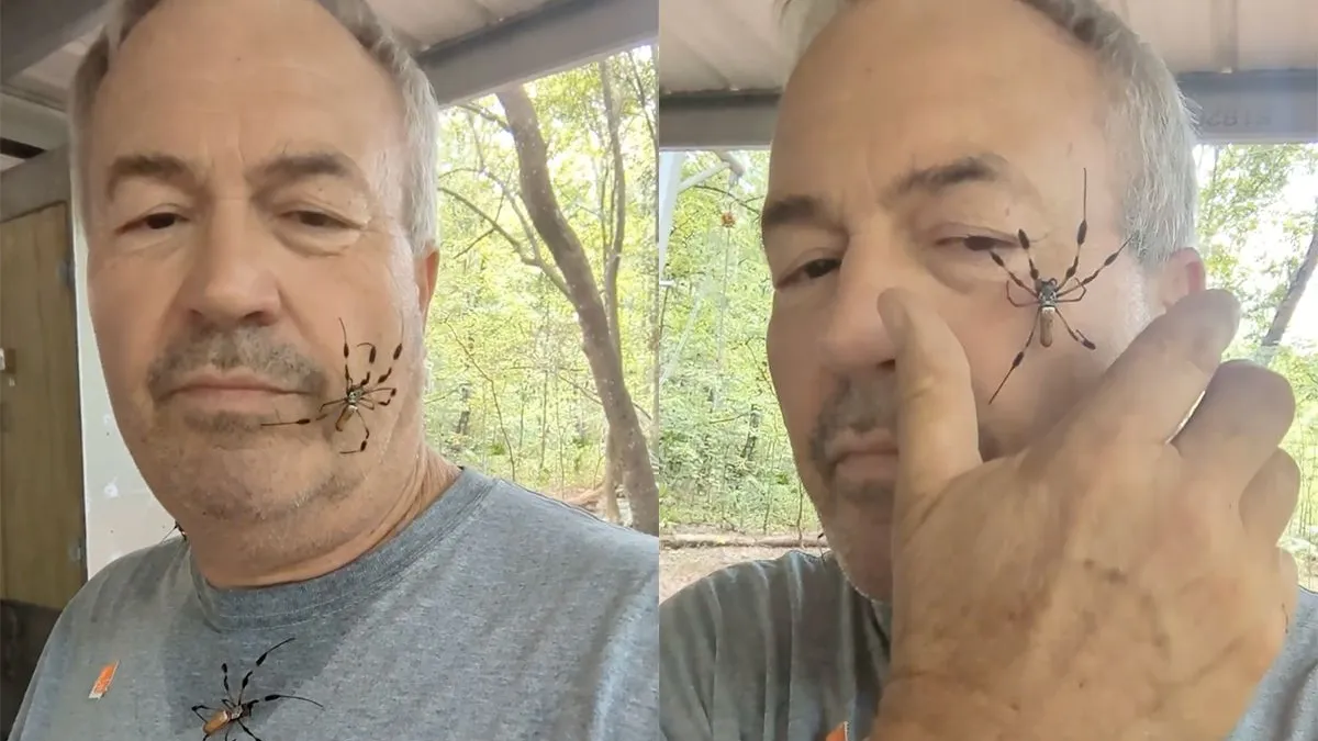thumb db nope man laat spinnen over zijn gezicht en zelfs uit zijn mond lopen