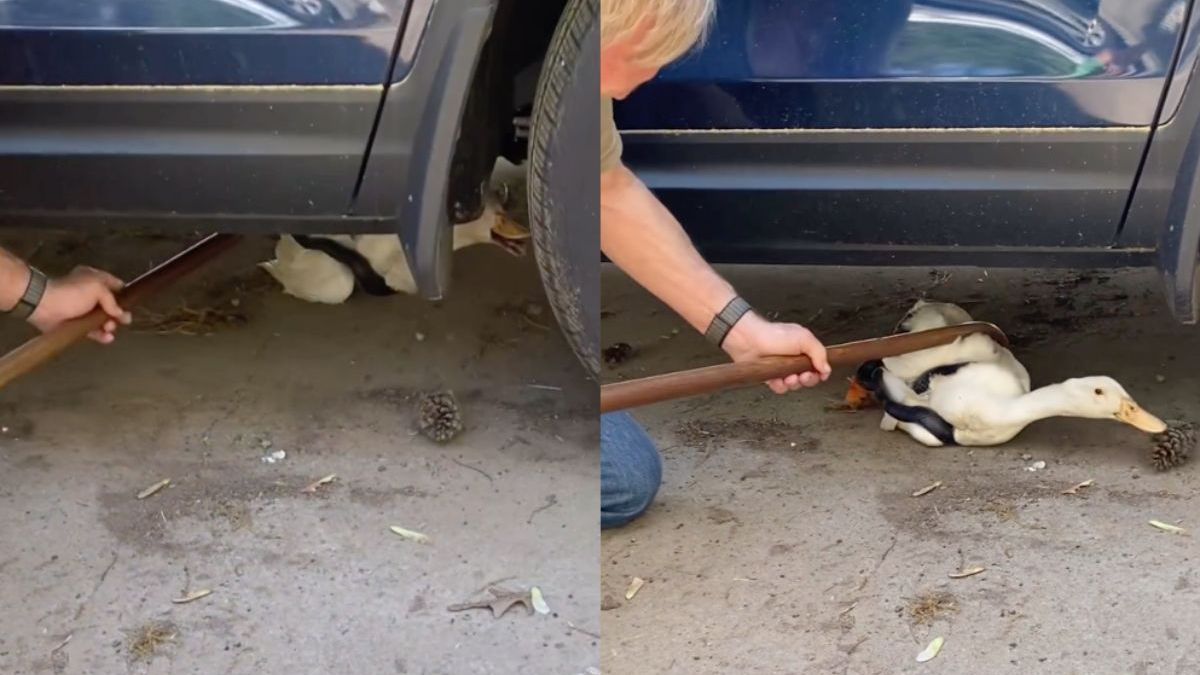 Boer redt eend die zwarte rattenslang tegenkwam