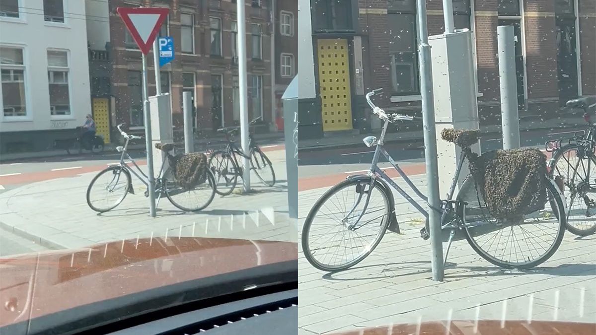 Bijen hebben fiets in Arnhem ingenomen