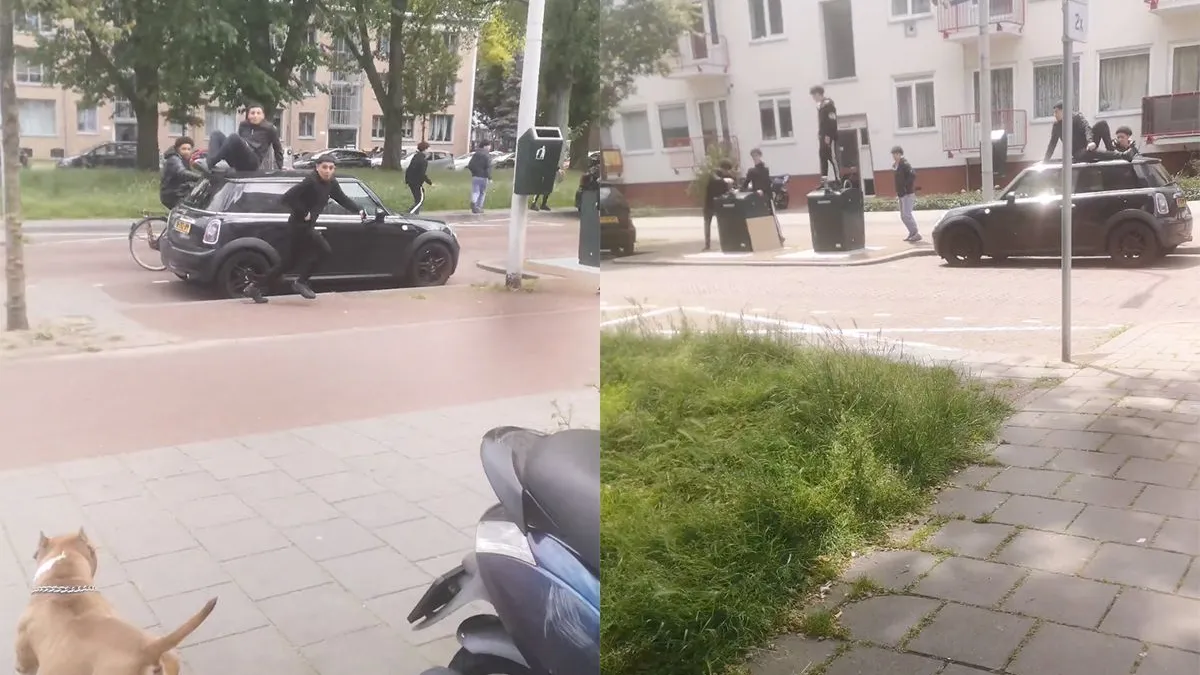 thumb vk honden laten in den haag zien wie de baas is en wie dus duidelijk niet