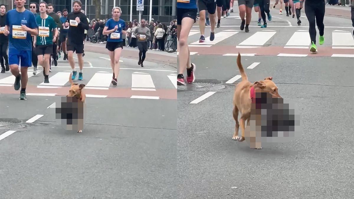 Hongerige hond eet een lekker stukje gevogelte tijdens marathon Den Haag