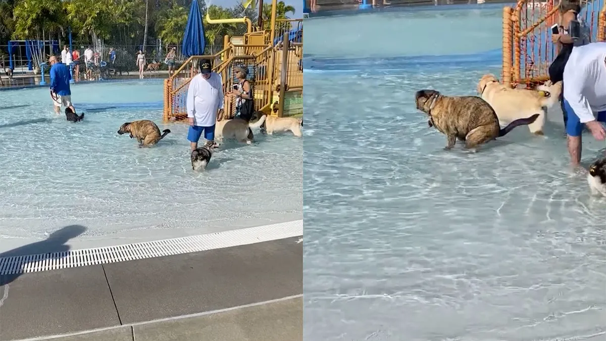 thumb vk hoppa zwembad kan al het water verversen want hond legt een verse drol neer