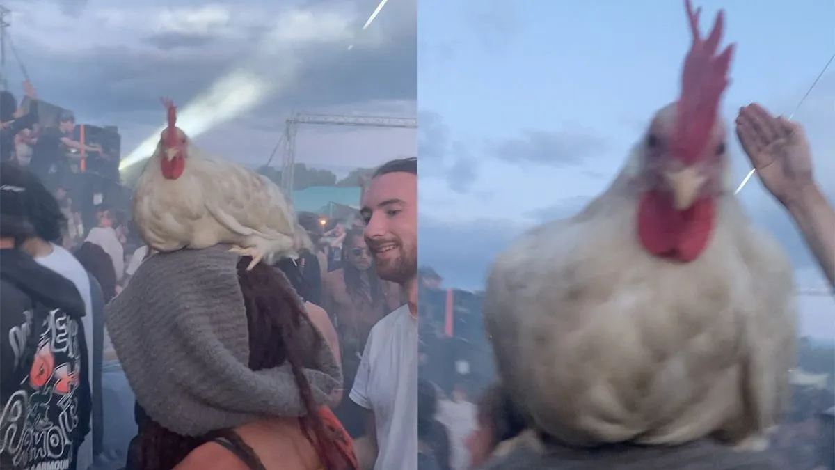 thumb vk neem gewoon lekker je kip mee naar een technofestival