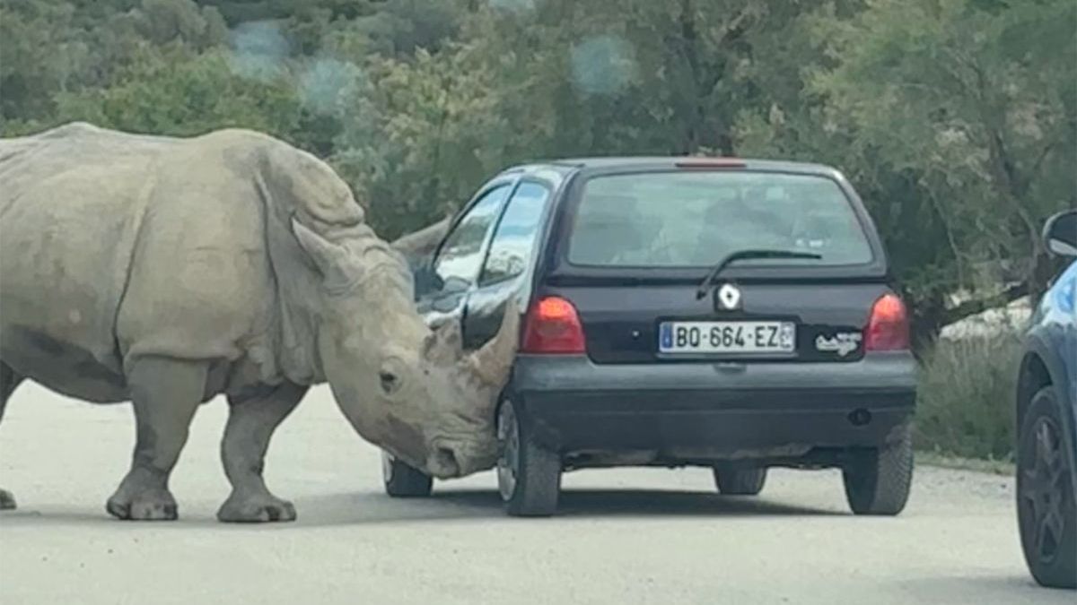 Neushoorn bekijkt wiel van dichtbij in safaripark in Frankrijk