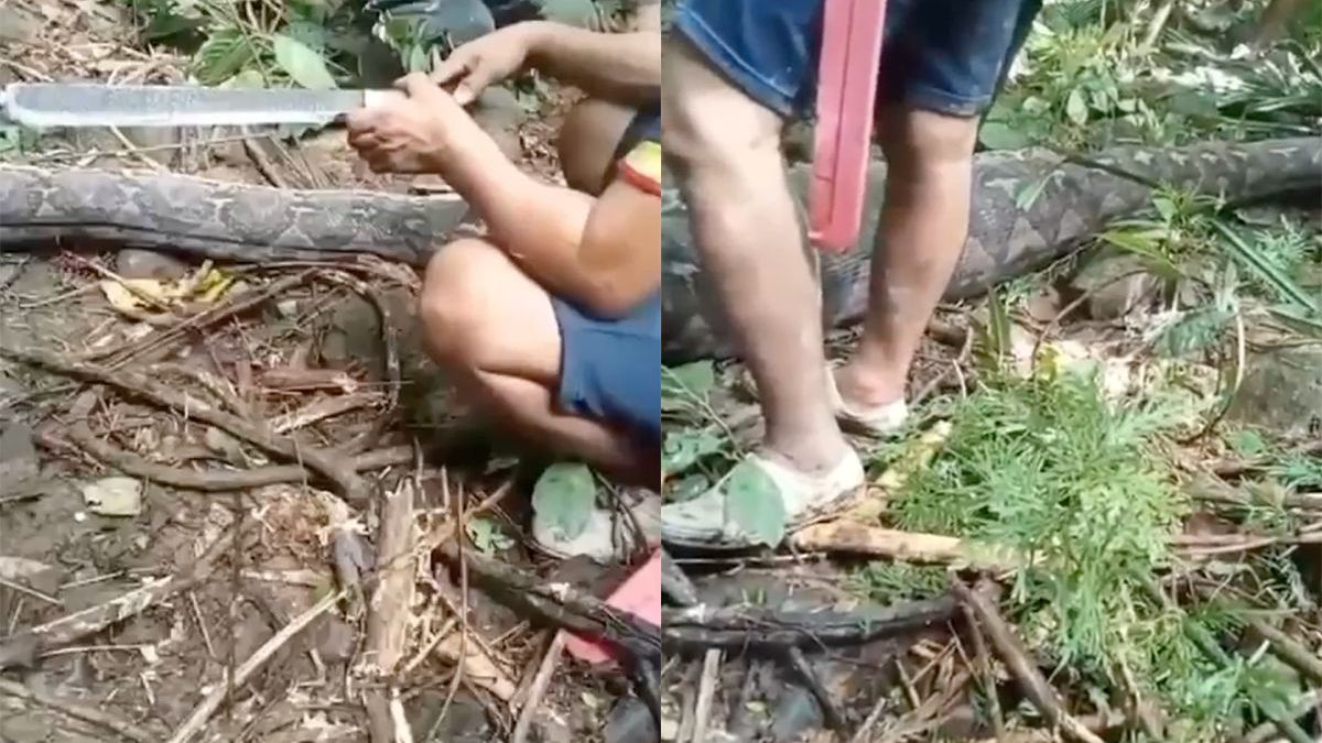 Ondertussen in Indonesië: Python van 5 meter slokt vrouw helemaal op