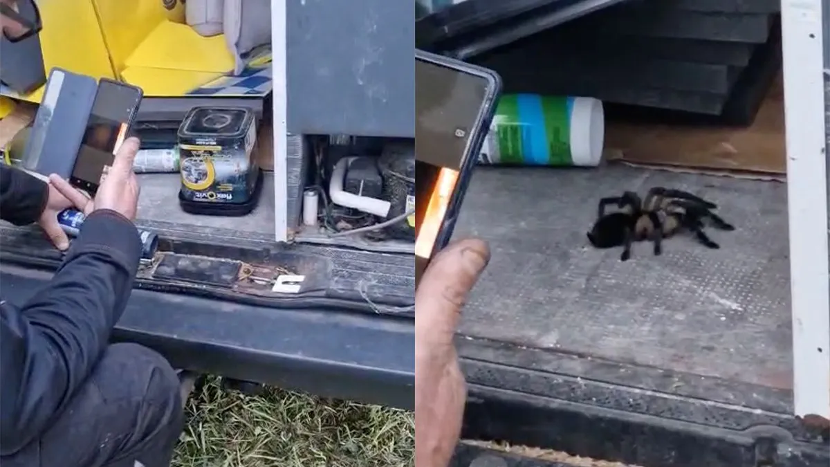 thumb vk tijdens verhuizen van koelkast in busje duikt ineens ontsnapte vogelspin op