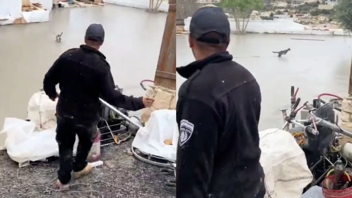 thunmb betonploeg kitten