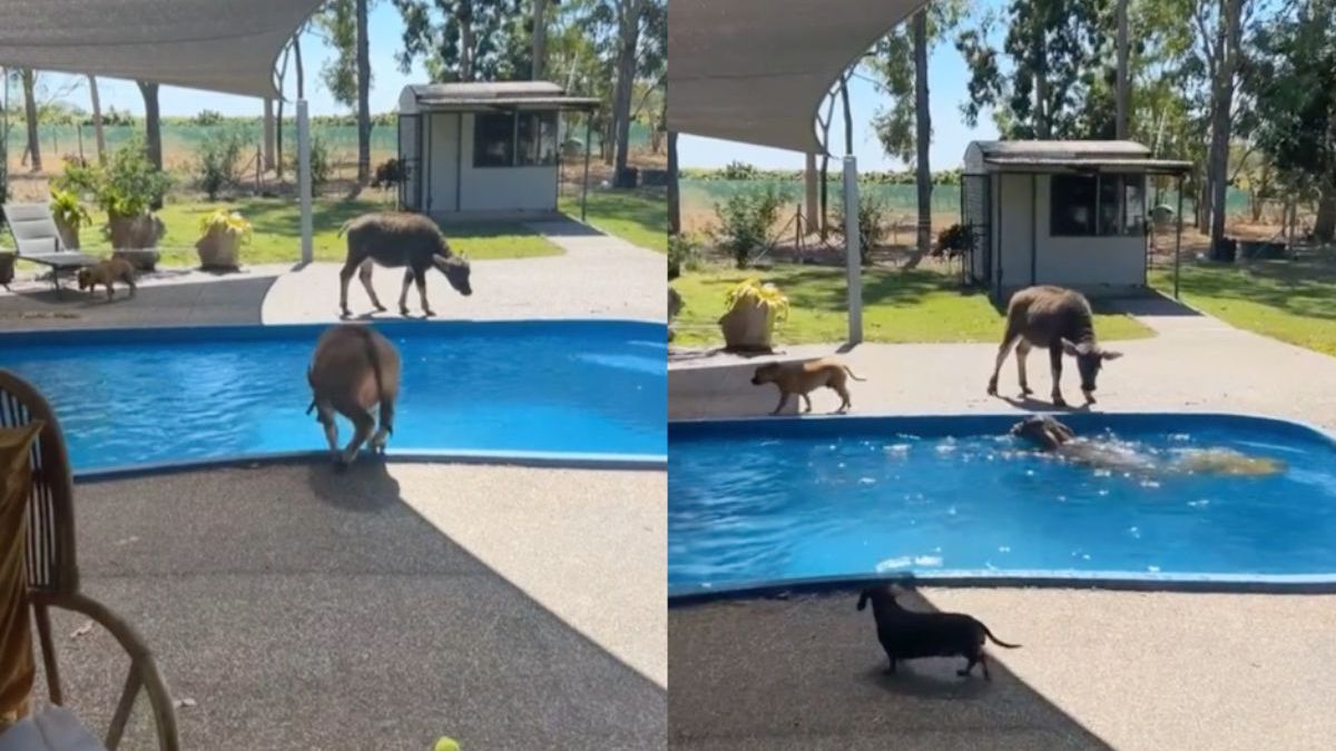 Kleine onhandige buffel laat een cadeau achter in het zwembad