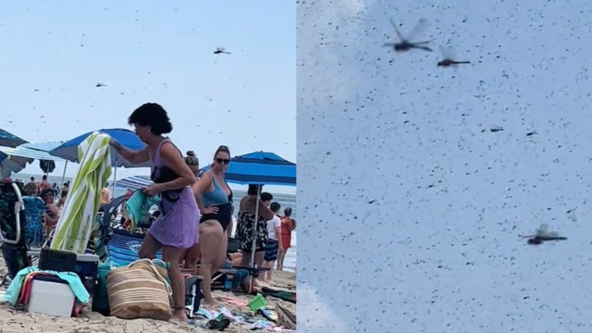 Duizenden libellen namen strand in Rhode Island over