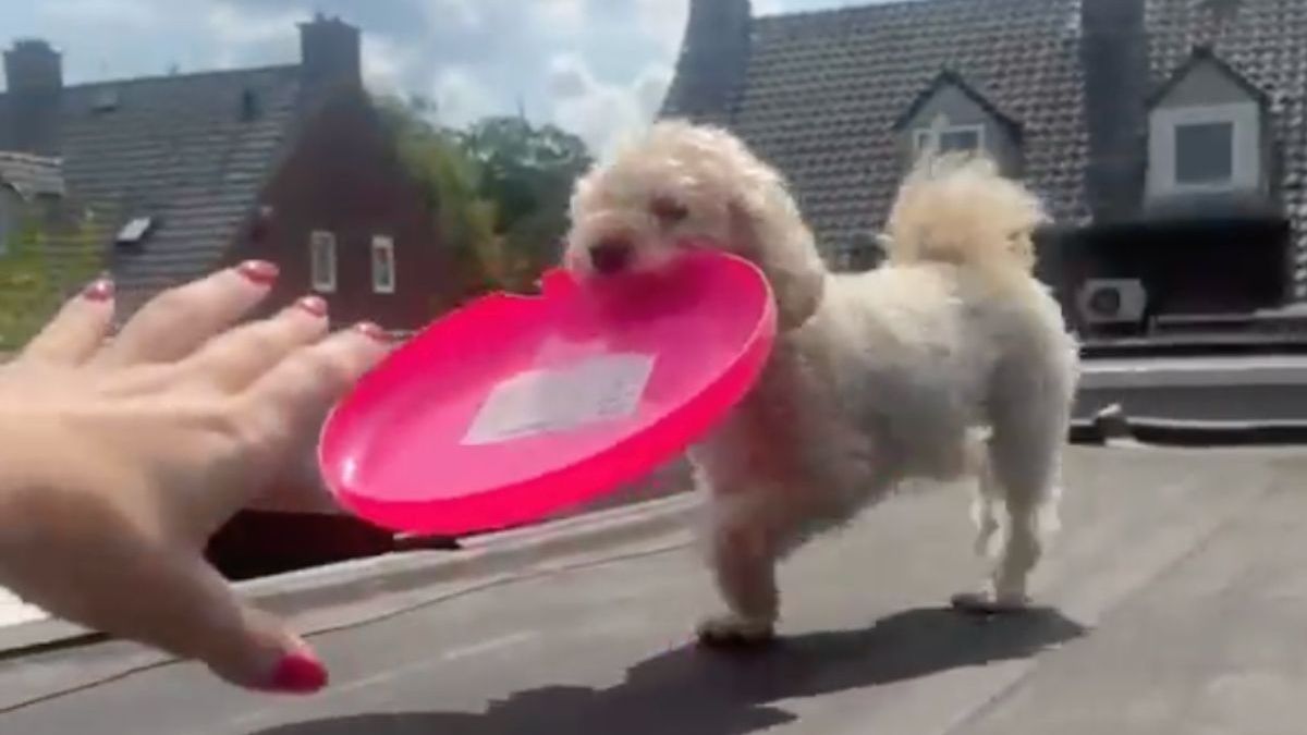 Hondje Joy verandert in vogel en neemt vliegles