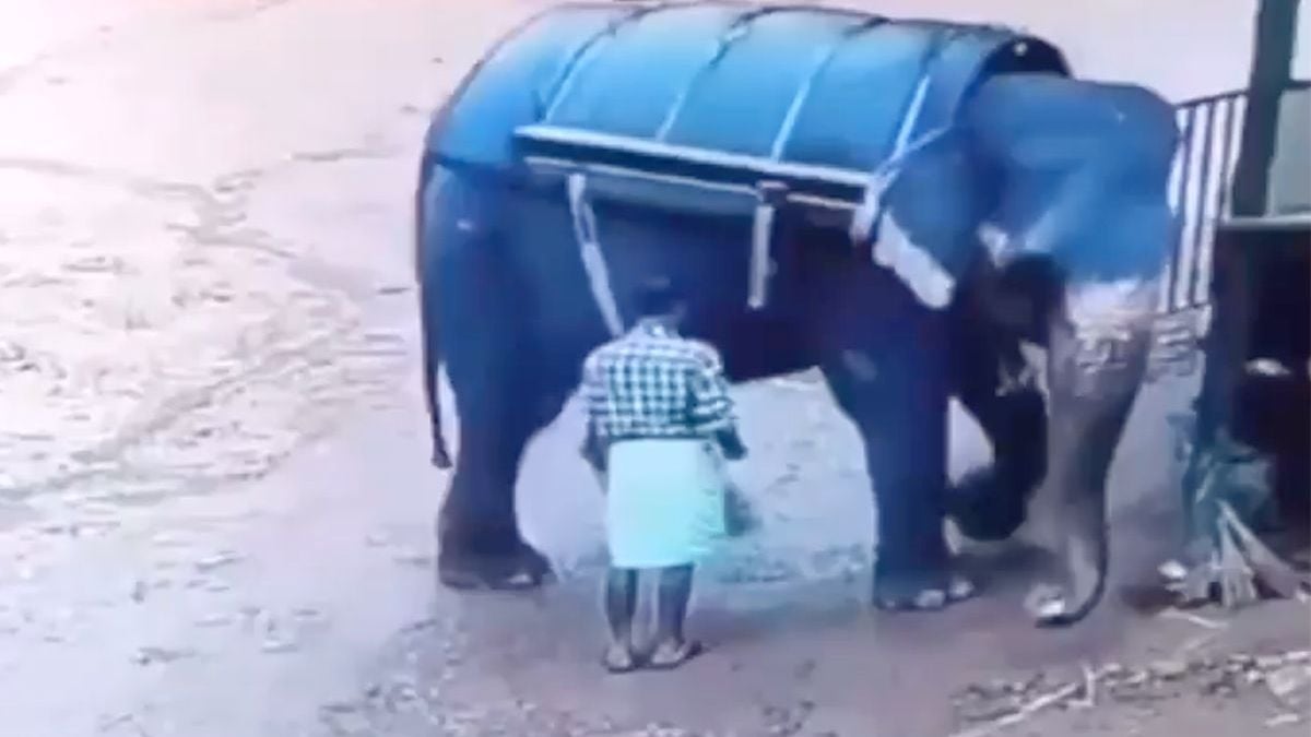 Boze olifant verplettert dierenverzorger nadat het dier met een stok is gepord