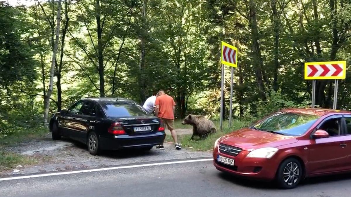 Daarom moet je nooit wilde beren voeren in Roemenië