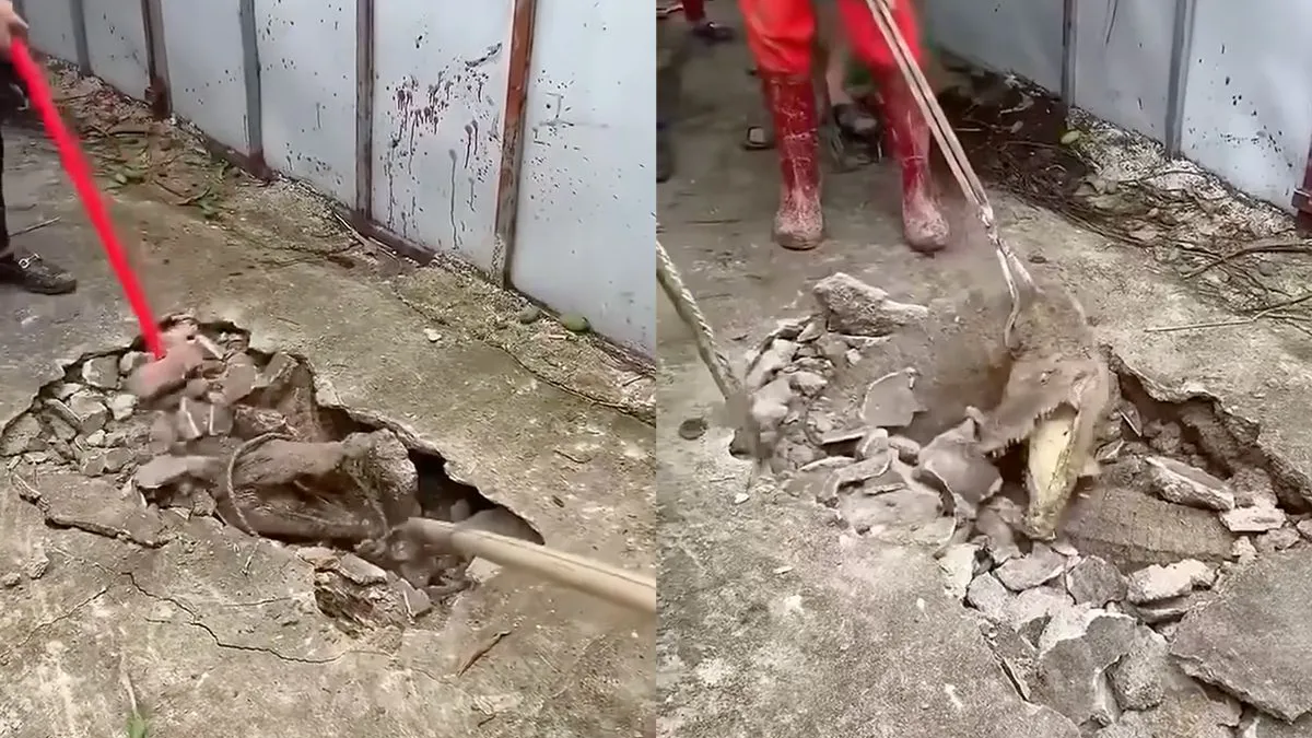 thumb vk lekker aan de slag rond het huis wordt een robbetje vechten met een krokodil