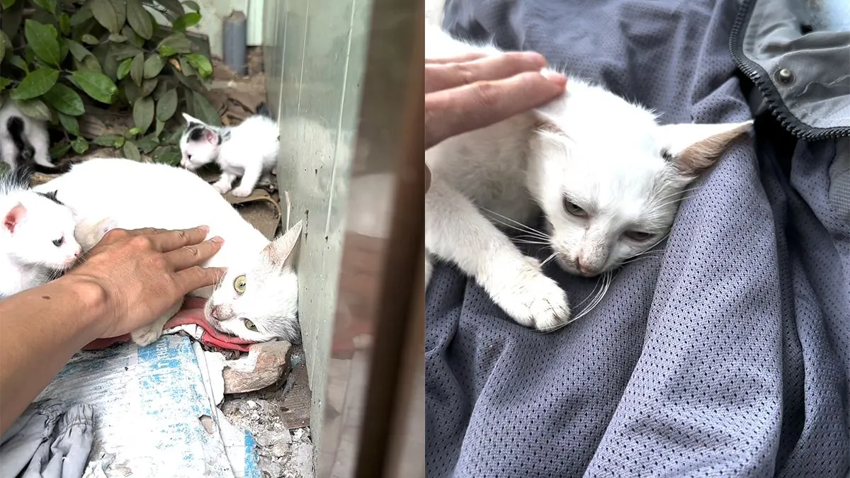 thumb vk poes heeft een ruige tijd gehad en heeft gewoon wat aandacht nodig om op te knappen
