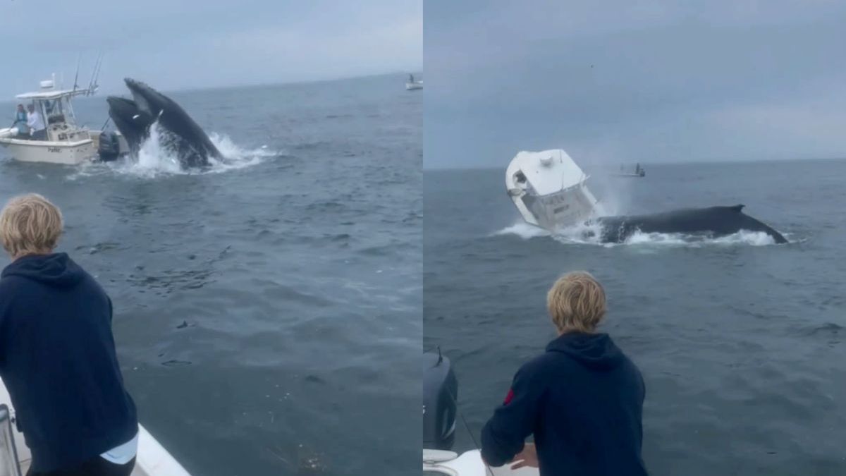 Walvis kapt na sprong boot omver in Portsmouth, New Hampshire